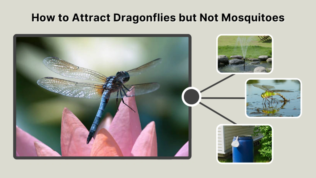 How to Attract Dragonflies but Not Mosquitoes