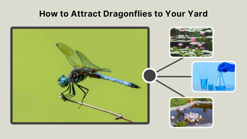 How to Attract Dragonflies to Your Yard