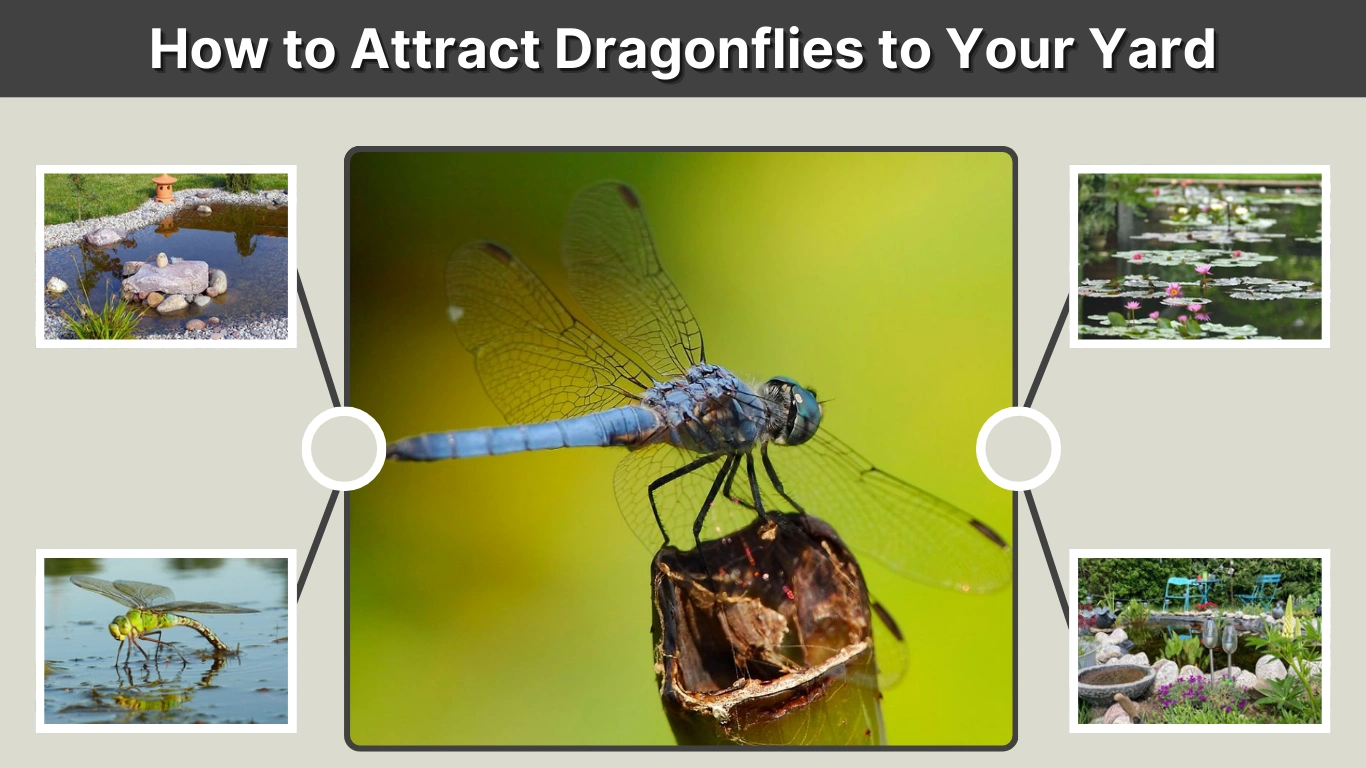 How to Attract Dragonflies to Your Yard, Garden, and Backyard