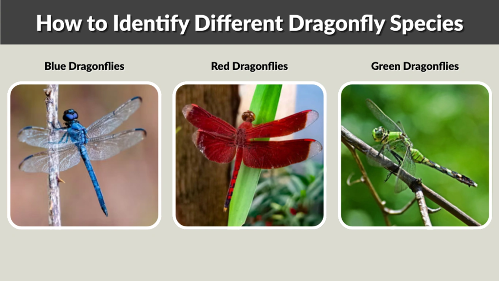 How to Identify Different Dragonfly Species