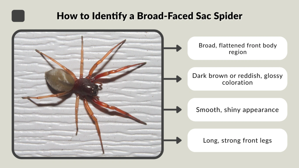 How to Identify a Broad-Faced Sac Spider