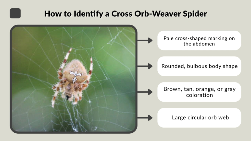 How to Identify a Cross Orb-Weaver Spider