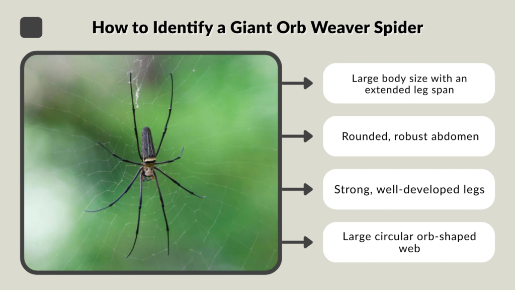 How to Identify a Giant Orb Weaver Spider
