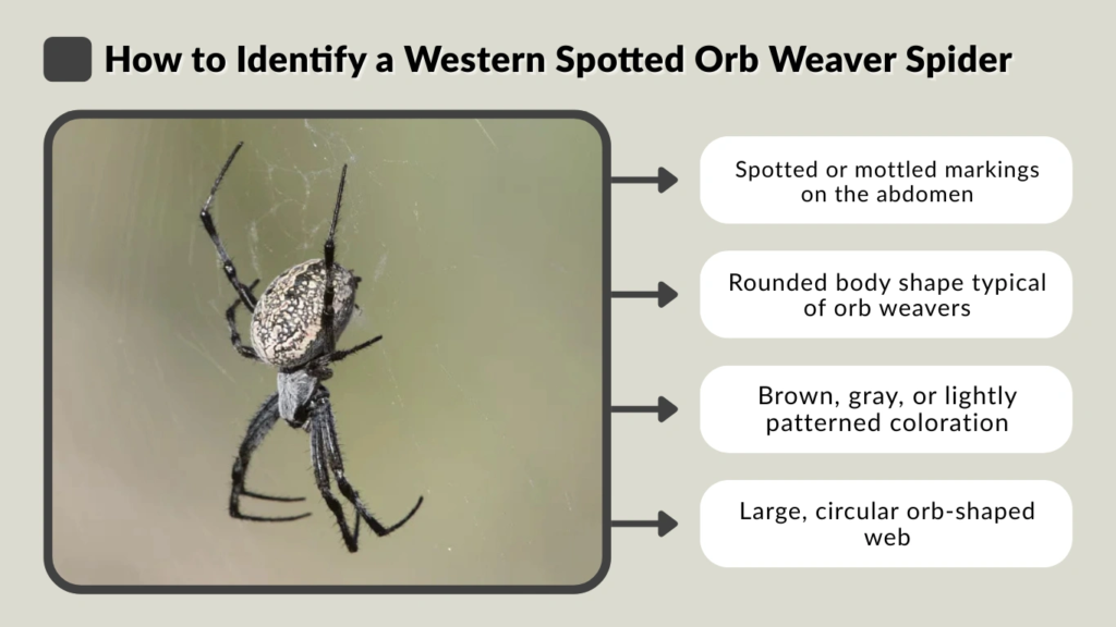 How to Identify a Western Spotted Orb Weaver Spider