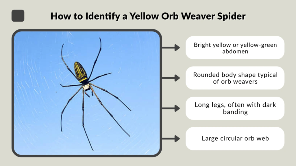 How to Identify a Yellow Orb Weaver Spider