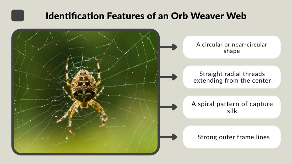 Identification Features of an Orb Weaver Web