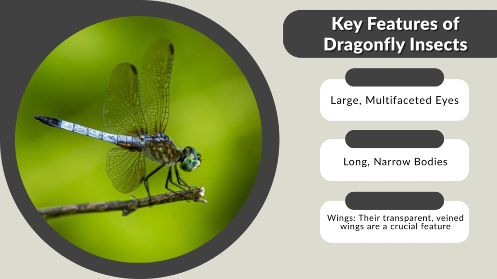 Key Features of Dragonfly Insects