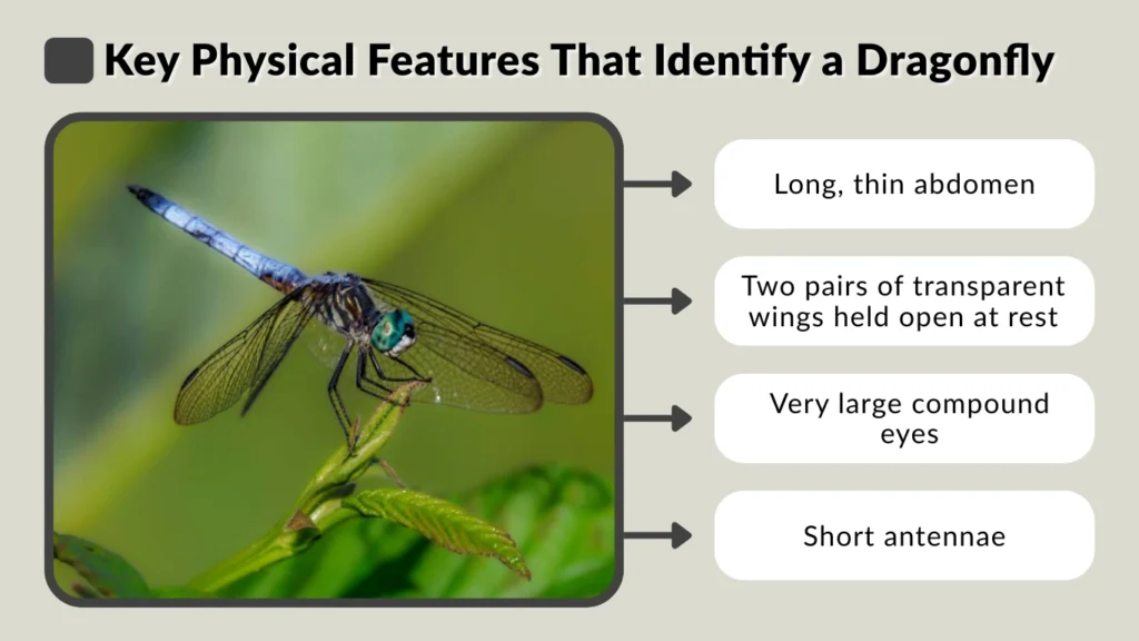Key Physical Features That Identify a Dragonfly