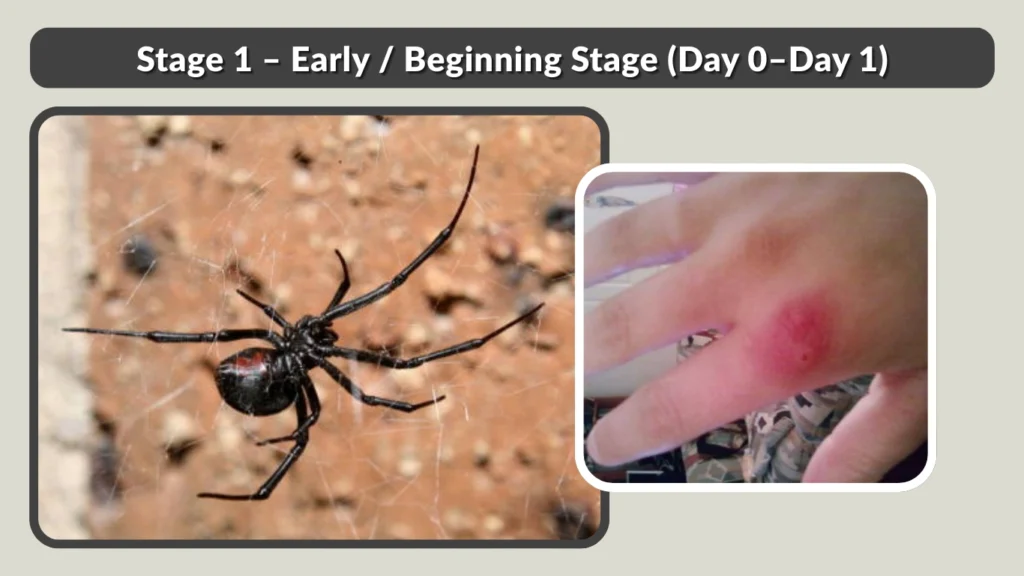 Stage 1 – Early  Beginning Stage (Day 0–Day 1)