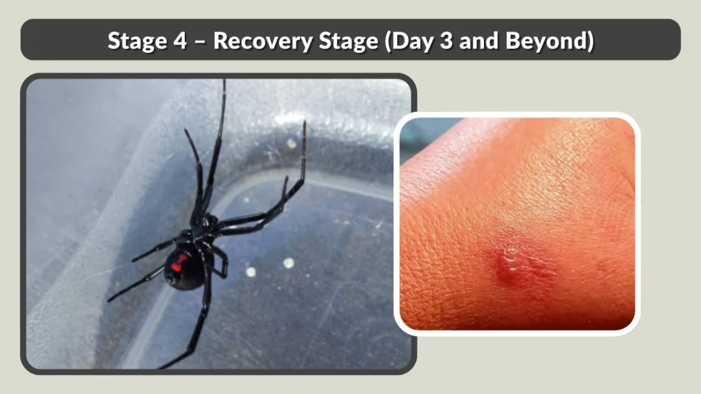 Stage 4 – Recovery Stage (Day 3 and Beyond)