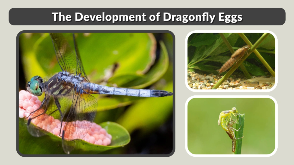 The Development of Dragonfly Eggs