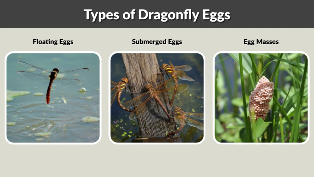 Types of Dragonfly Eggs