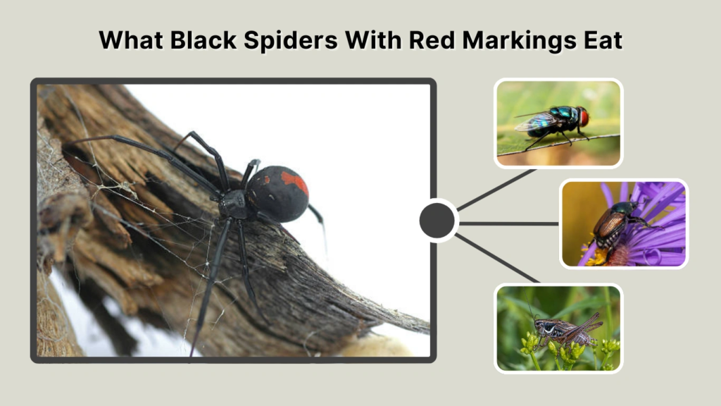 What Black Spiders With Red Markings Eat