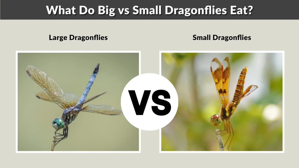 What Do Big vs Small Dragonflies Eat