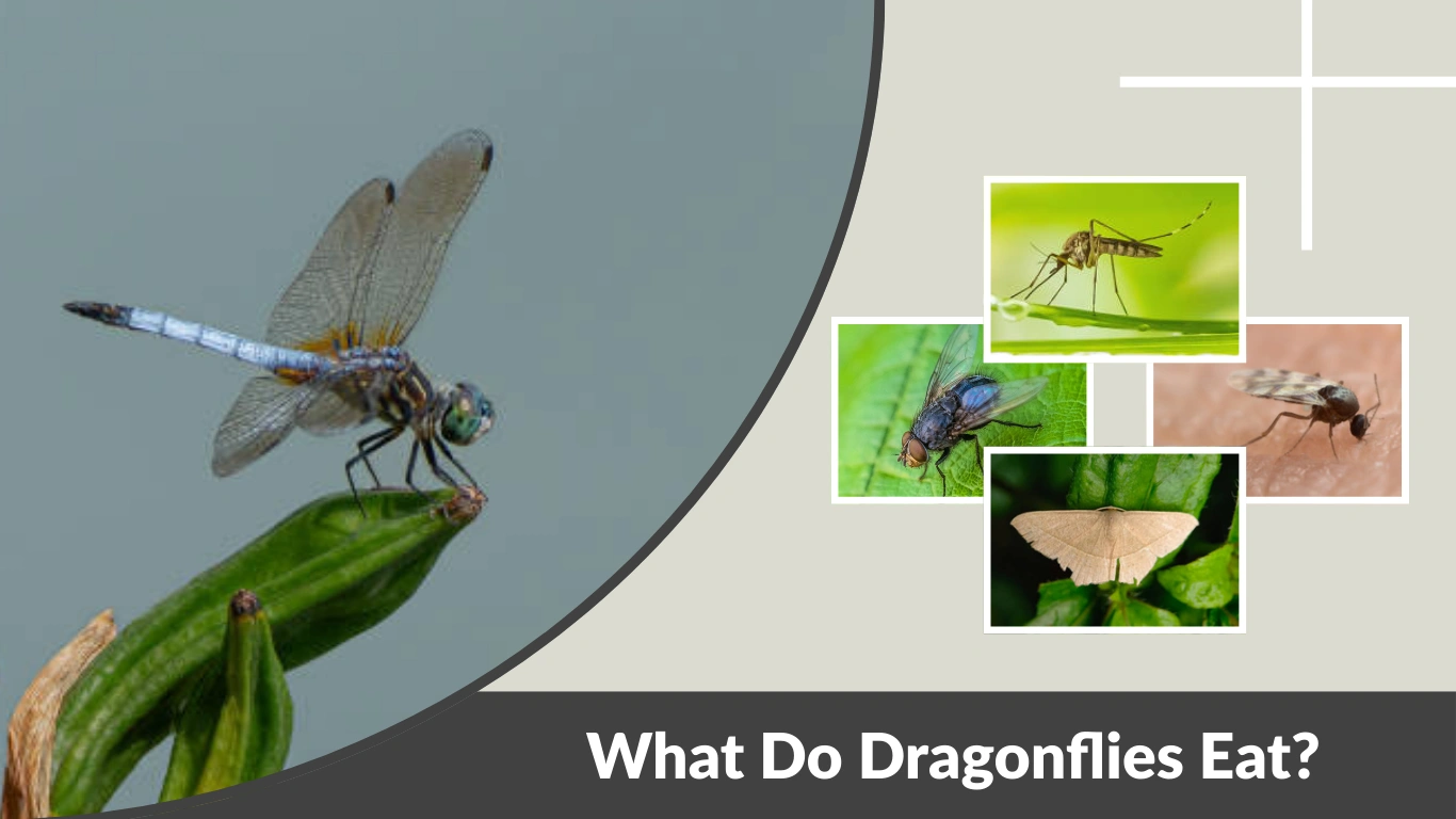 What Do Dragonflies Eat Complete Diet Guide