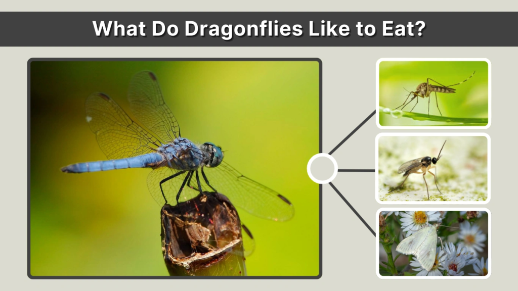 What Do Dragonflies Like to Eat