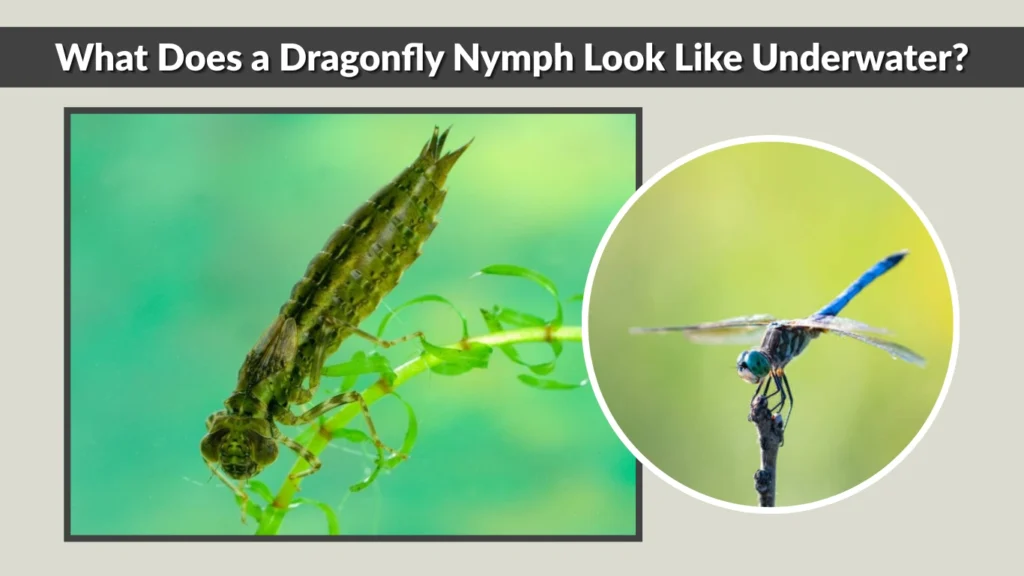 What Does a Dragonfly Nymph Look Like Underwater