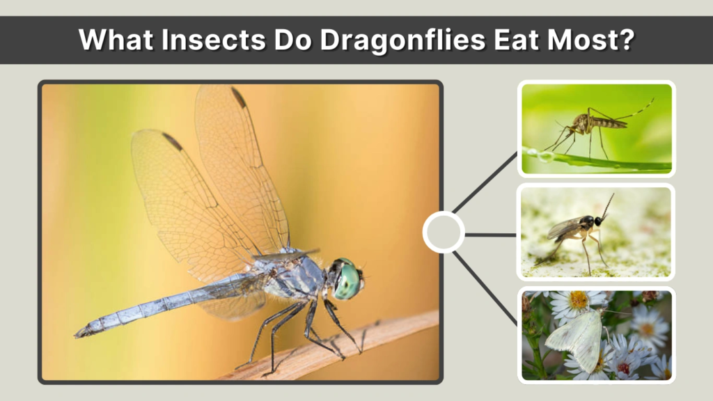 What Insects Do Dragonflies Eat Most