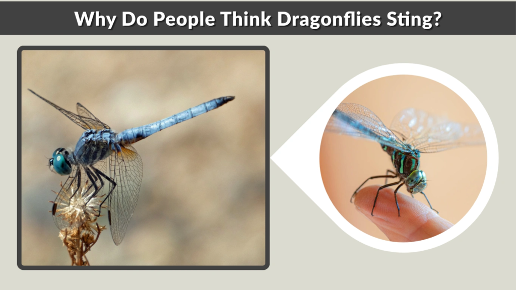 Why Do People Think Dragonflies Sting