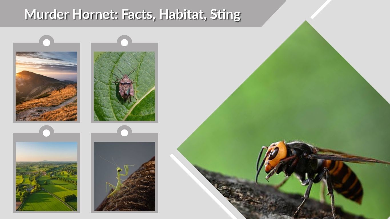 Murder Hornet: Facts, Habitat, Sting and Safety Tips