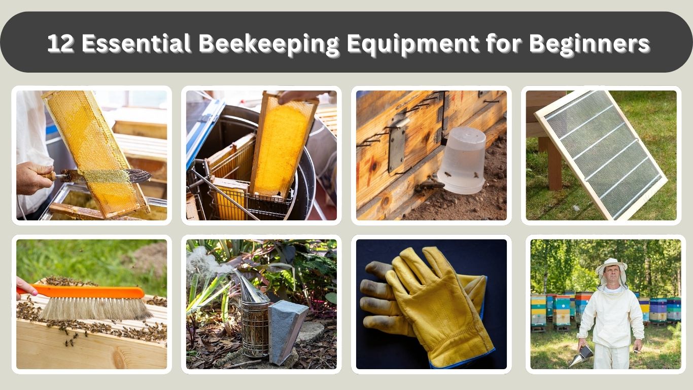 12 Essential Beekeeping Equipment for Beginners
