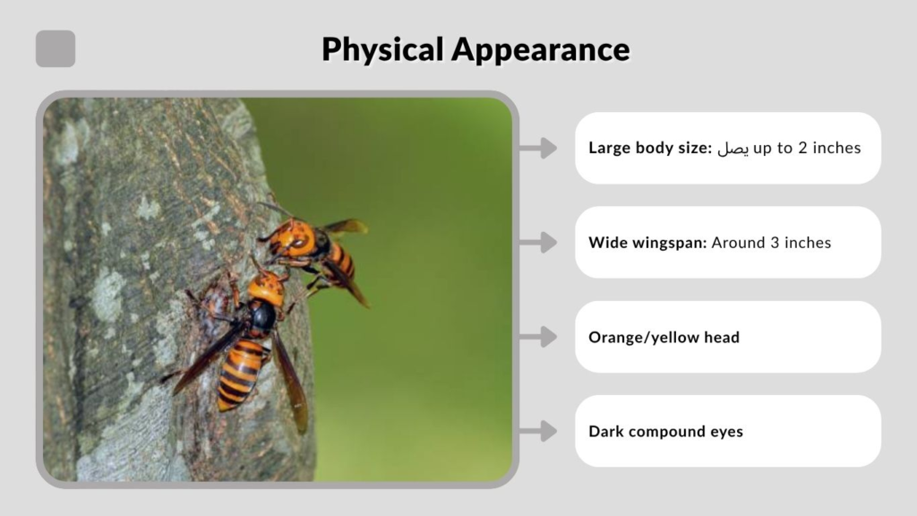 Physical Appearance