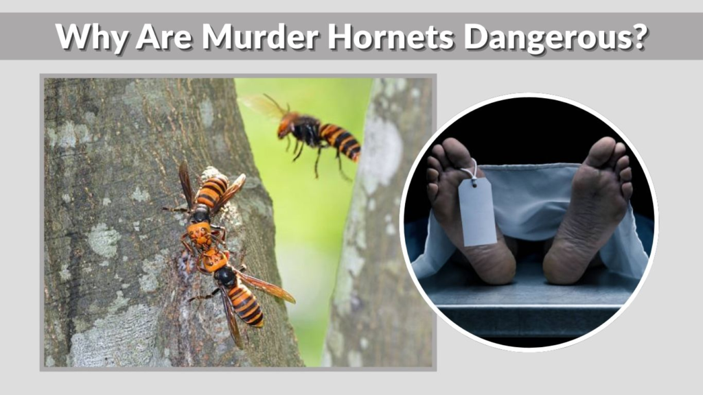 Why Are Murder Hornets Dangerous?