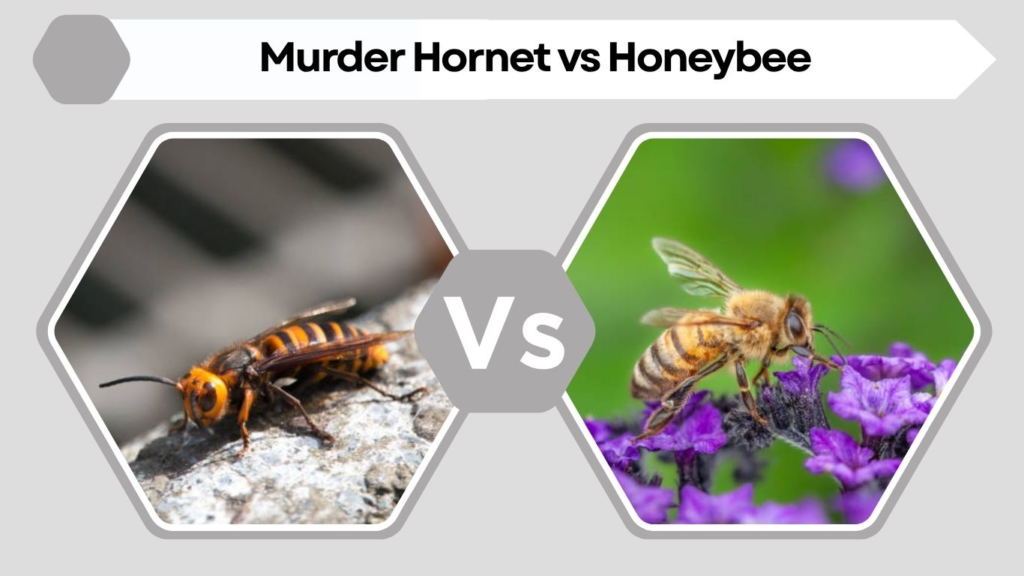 Murder Hornet vs Honeybee