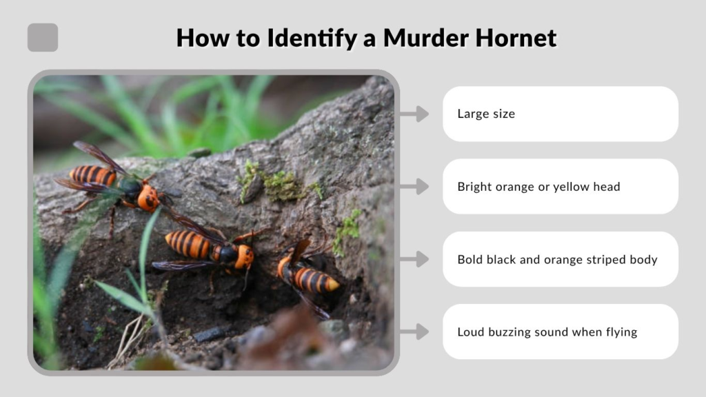 How to Identify a Murder Hornet