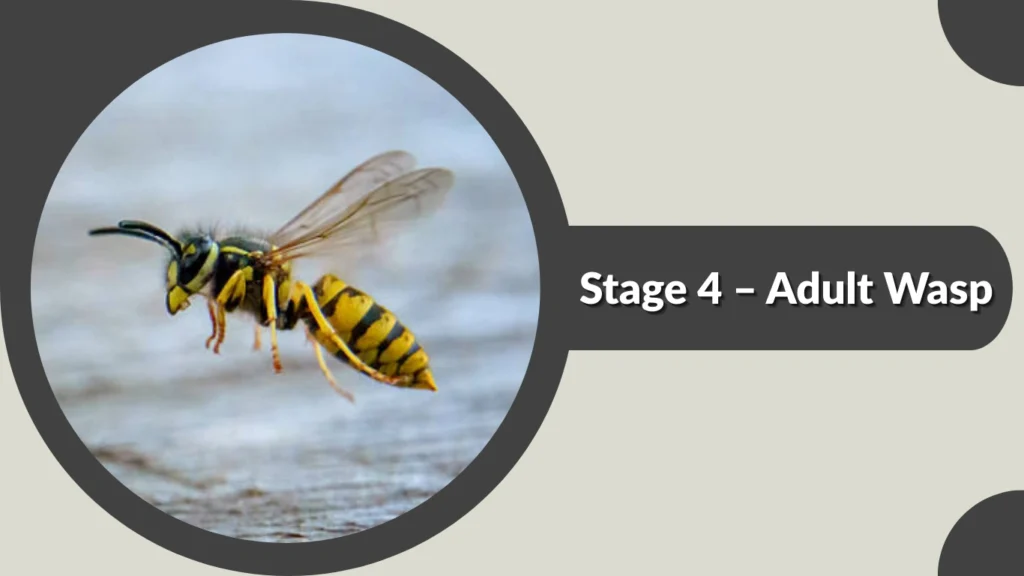 Stage 4 – Adult Wasp