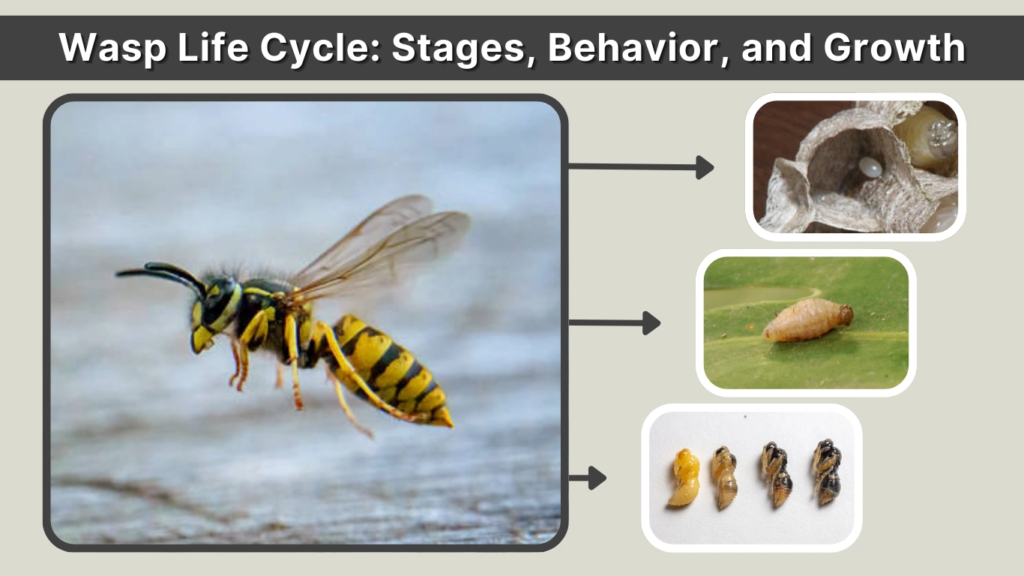 Wasp Life Cycle Stages, Behavior, and Growth