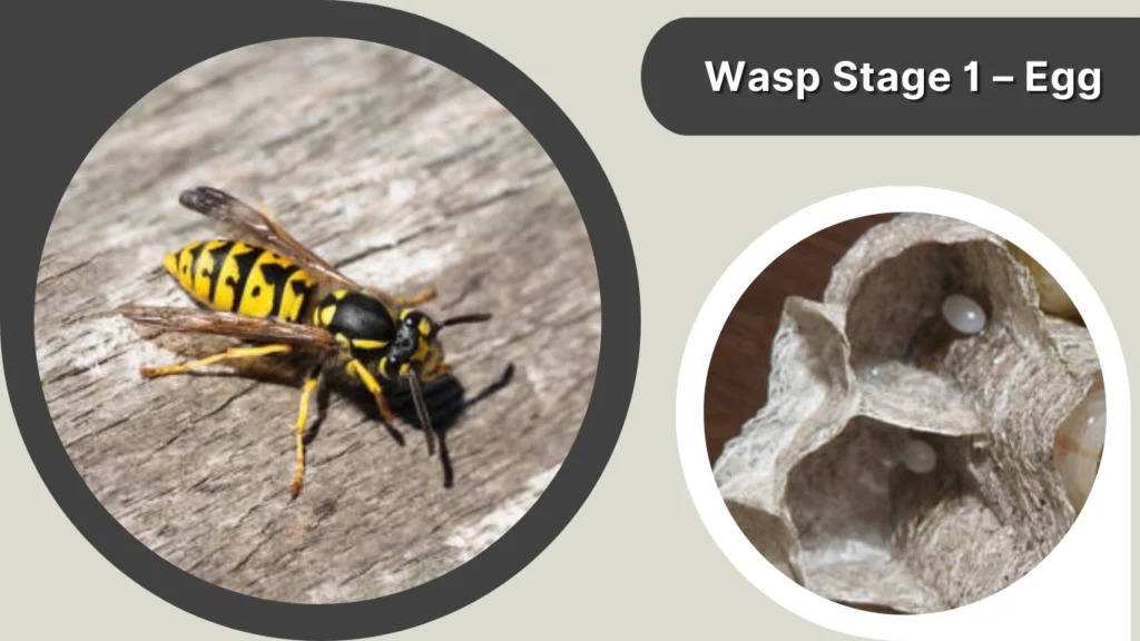 Wasp Stage 1 – Egg