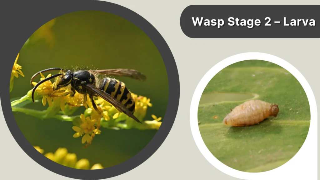 Wasp Stage 2 – Larva