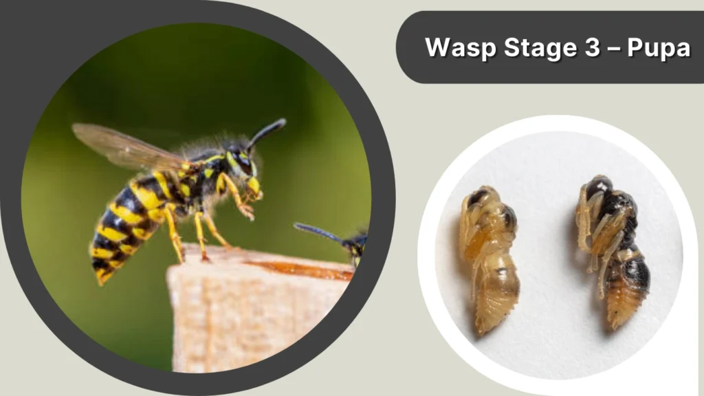 Wasp Stage 3 – Pupa