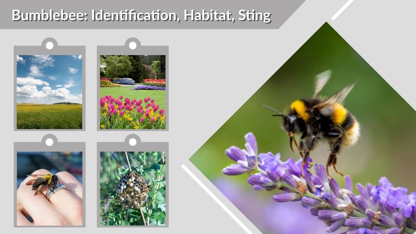Bumblebee: Identification, Habitat, Sting, Life Cycle & Key Facts