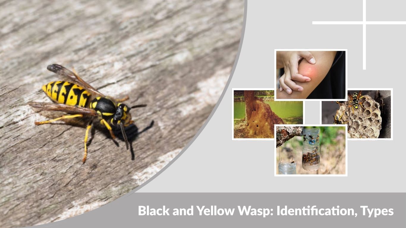 Black and Yellow Wasp: Identification, Types & Safety Guide
