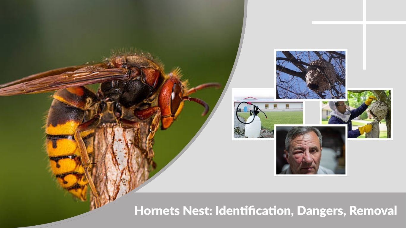 Hornets Nest: Identification, Dangers, Removal & Prevention Guide