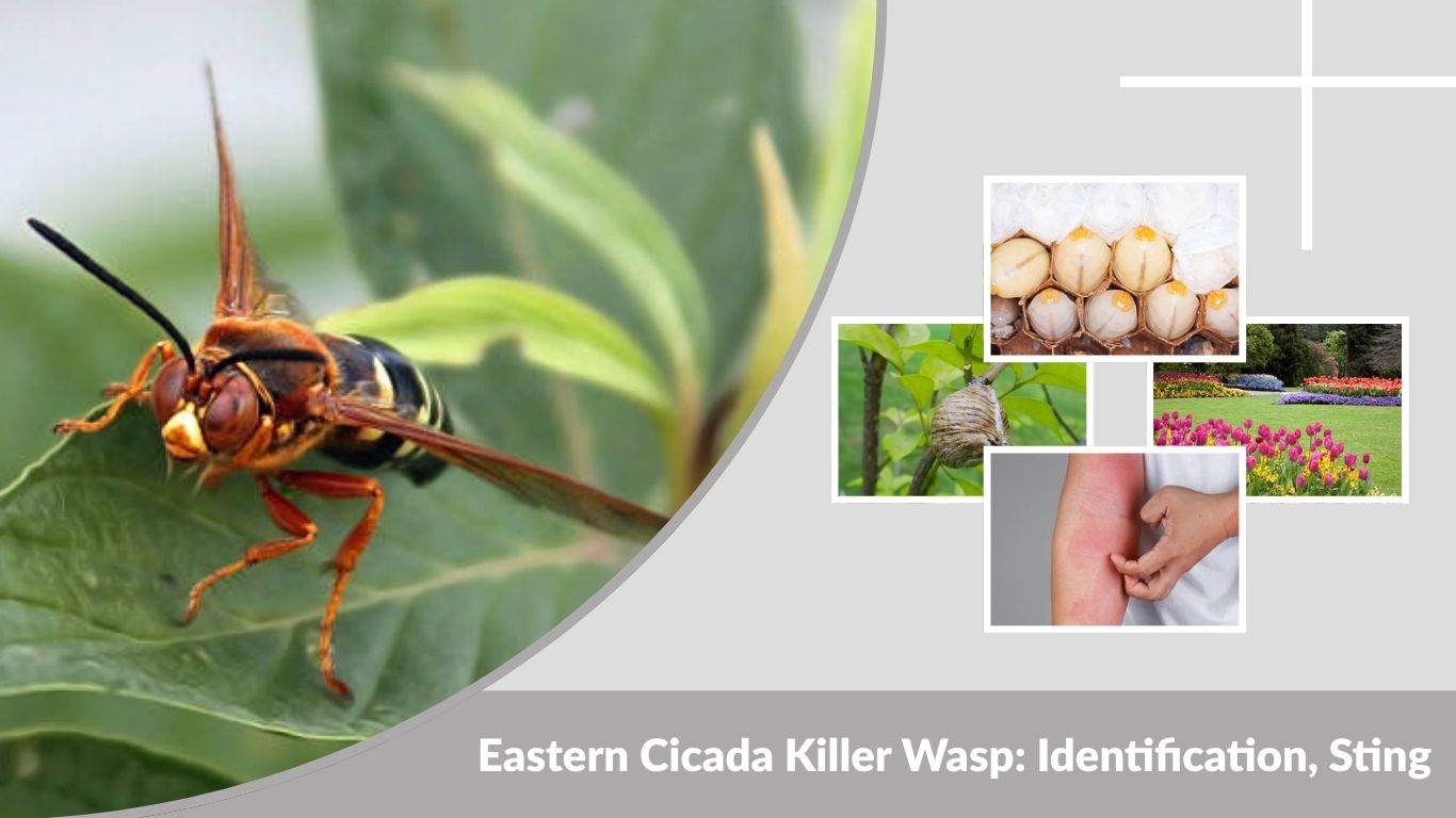Eastern Cicada Killer Wasp: Identification, Sting, Nest & Facts