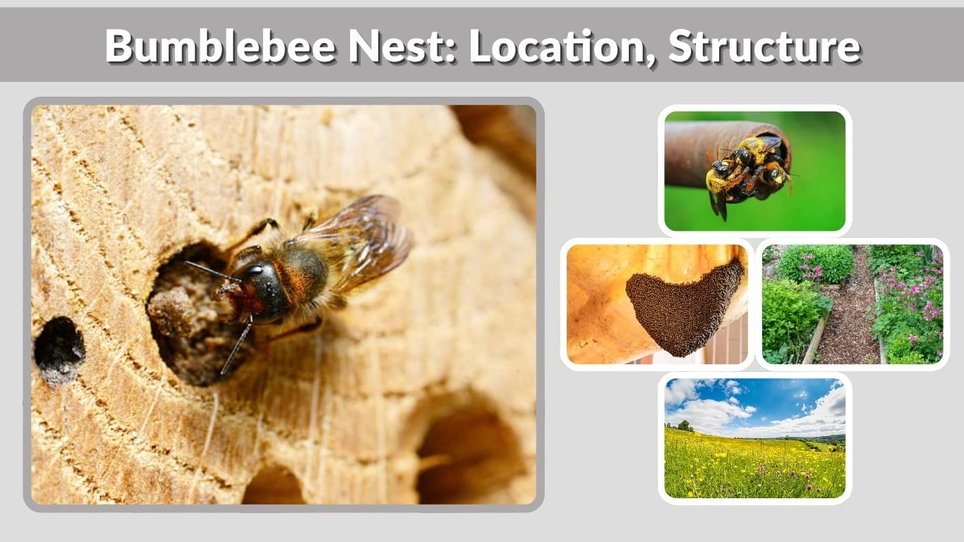 Bumblebee Nest: Location, Structure, Life Cycle & Facts