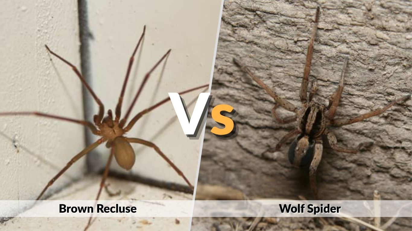 Brown Recluse vs Wolf Spider: Key Differences, Identification, and Bite  