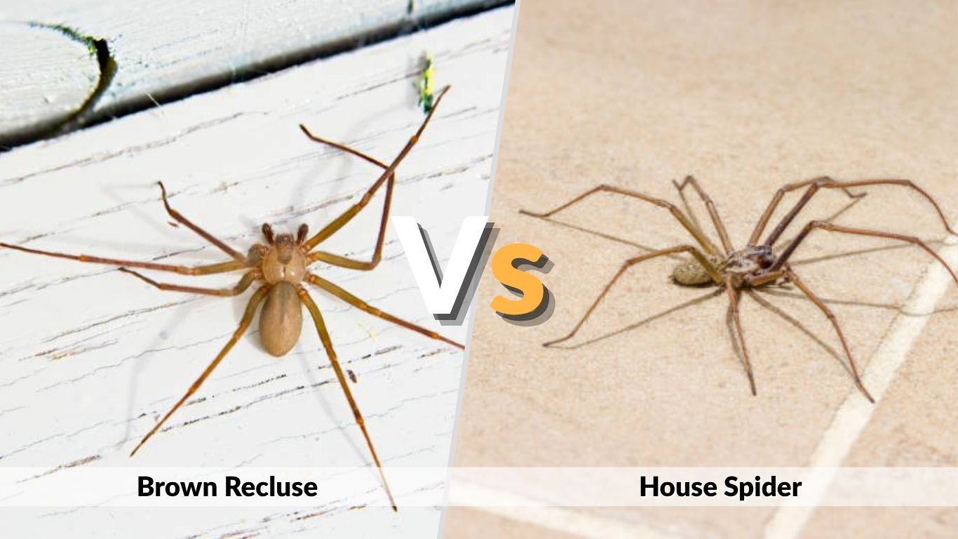 Brown Recluse vs House Spider: Key Differences, Identification, and Bite Comparison
