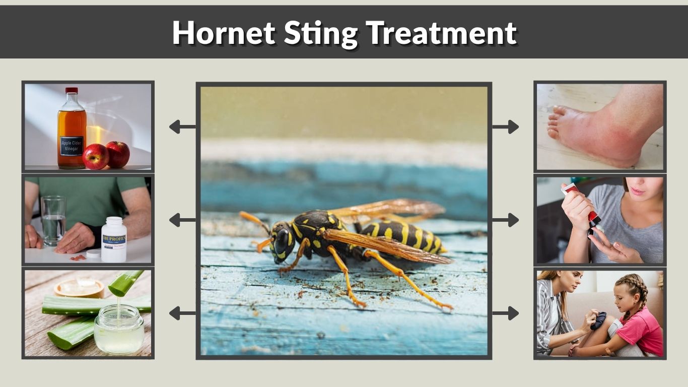 Hornet Sting Treatment: Fast Relief and Safety Tips