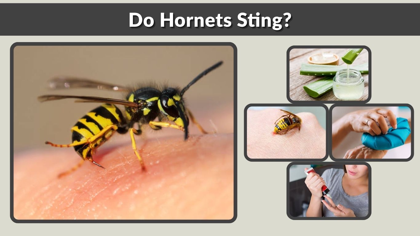 Do Hornets Sting? Facts, Pain, and What to Do Guide