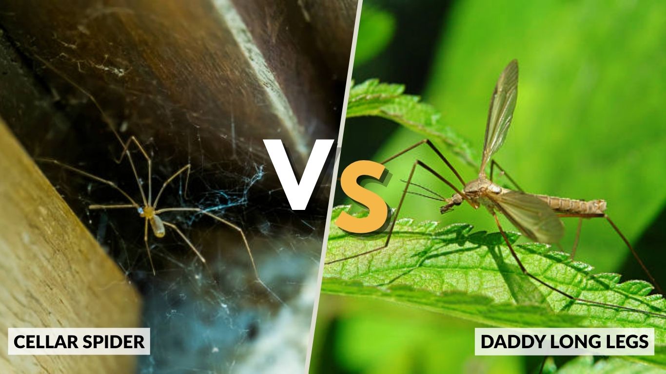 Cellar Spider vs Daddy Long Legs: Complete Comparison Guide