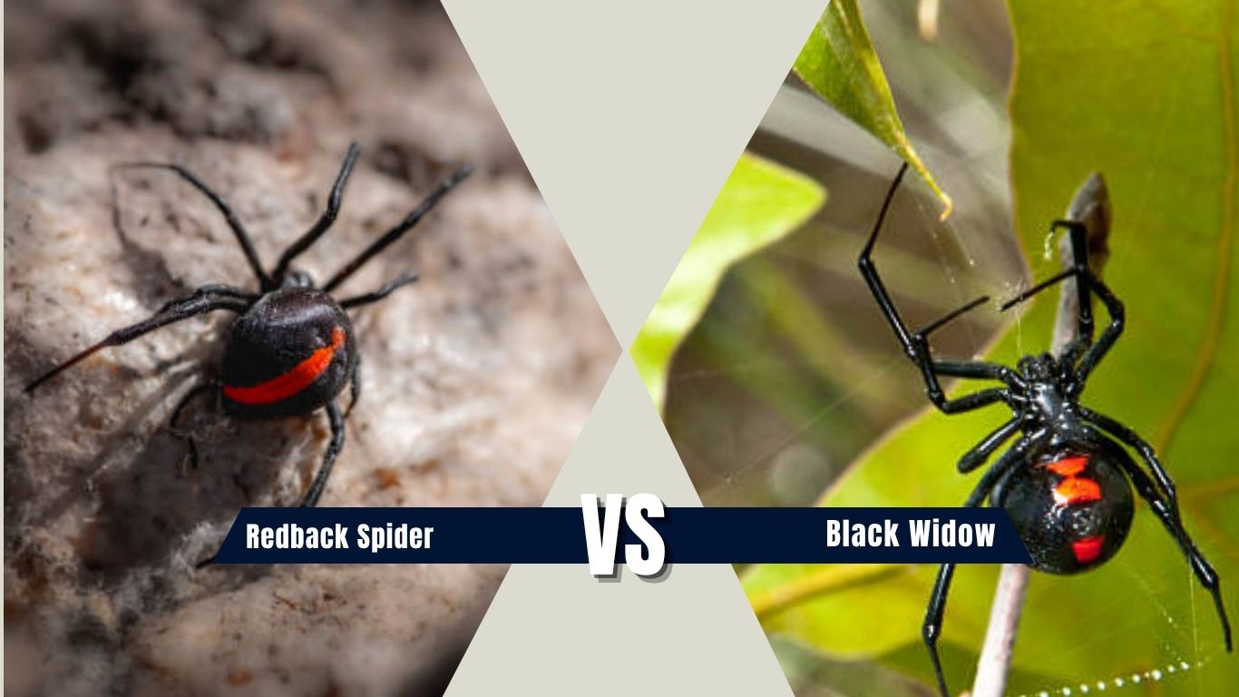 Redback Spider vs Black Widow: Size, Venom & Bite Comparison