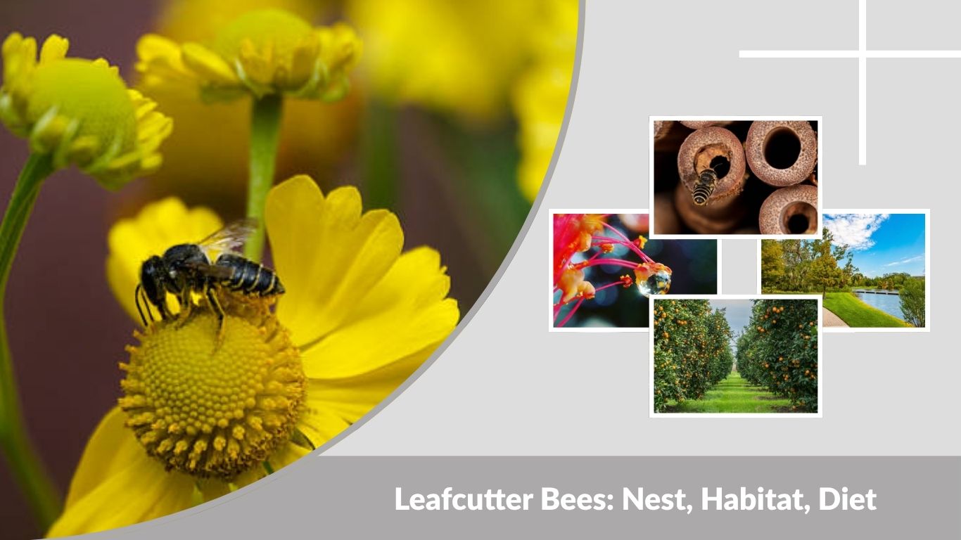 Leafcutter Bees: Nest, Habitat, Diet, Sting & Facts