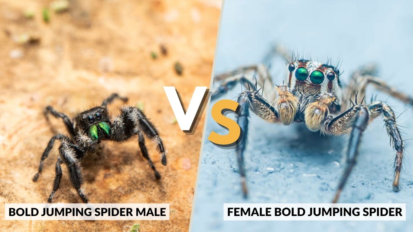Male vs Female Bold Jumping Spider: Size, Color & Behavior