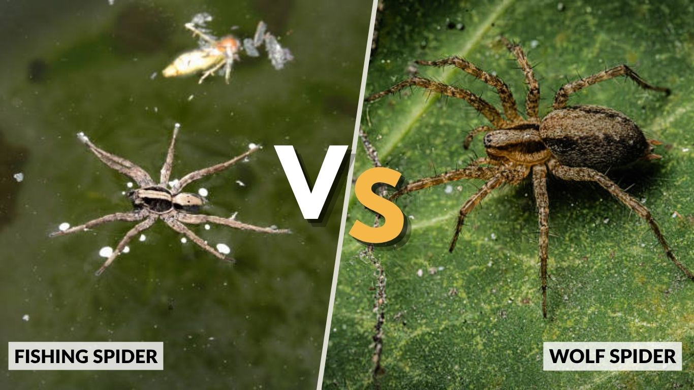 Fishing Spider vs Wolf Spider: What is the Key Differences?   