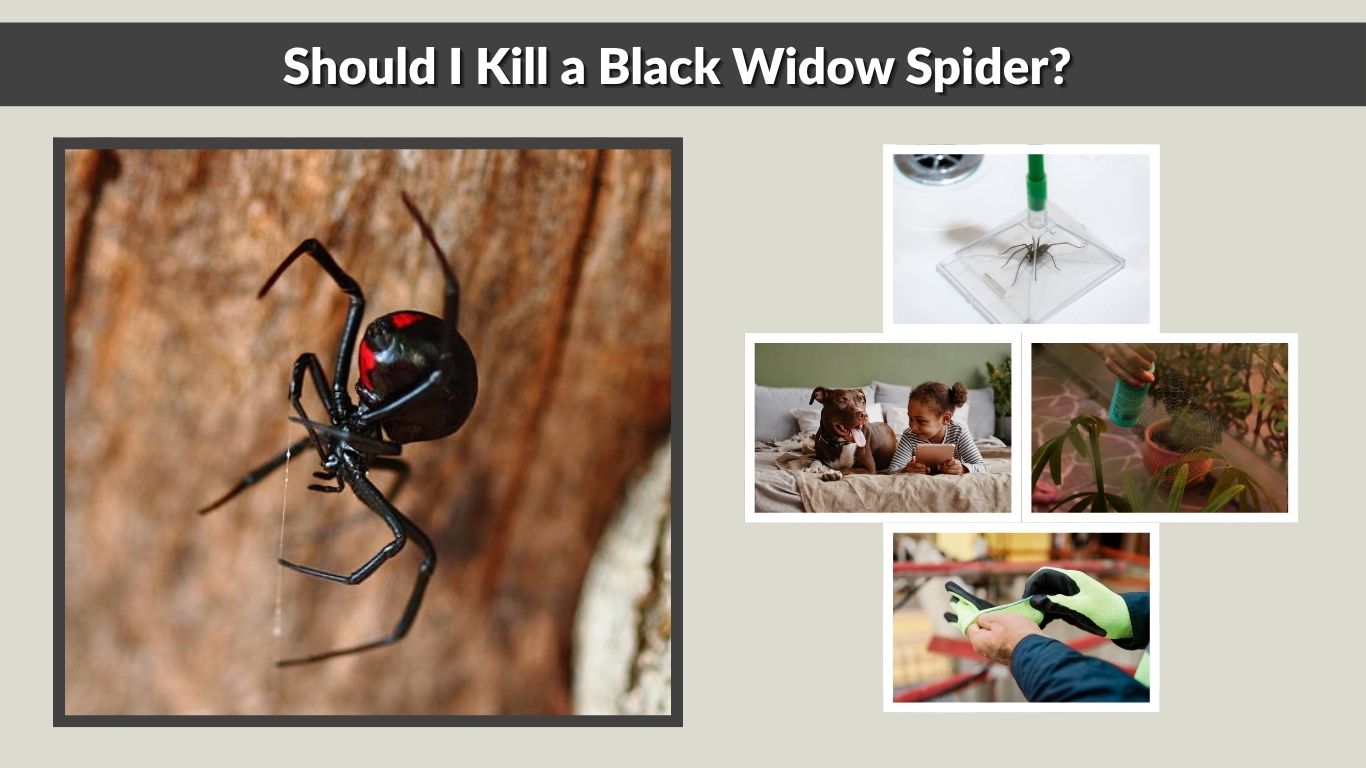Should I Kill a Black Widow Spider? Safety Guide