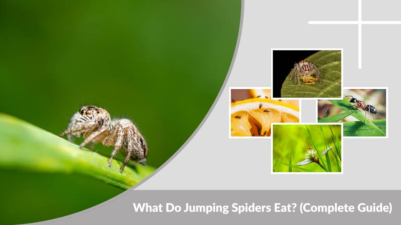 What Do Jumping Spiders Eat? (Complete Guide)